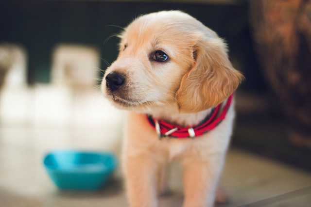 Image of a cute puppy